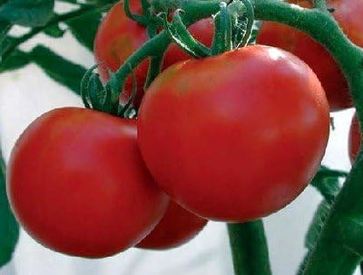 Semillas tomate Rutgers Great Heirloom 6000 unidades