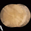 Cabeza piel cabra Djembe Doumbek natural 40,64cm