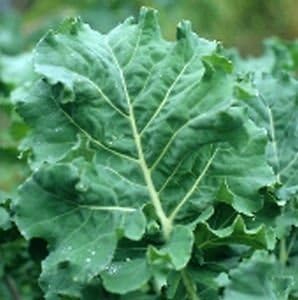 Semillas vegetales Kale Premier 1lb