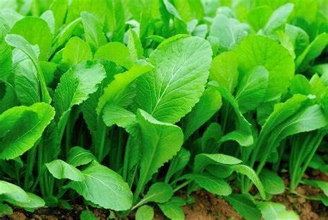 Semillas mostaza ancha Florida 10000uds para jardín