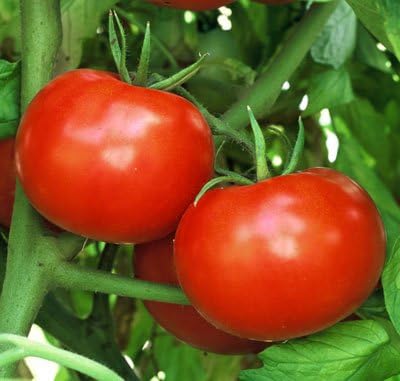 Semillas tomate Rutgers Great Heirloom 6000 unidades