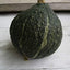Semillas calabaza Hubbard verde