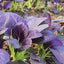 300 Semillas Bok Choy Hojas Moradas