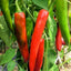 120 Semillas Pimiento Picante Anaheim 0.04oz Heirloom