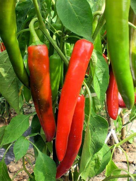 120 Semillas Pimiento Picante Anaheim 0.04oz Heirloom