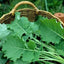 Semillas vegetales Kale Premier 1lb