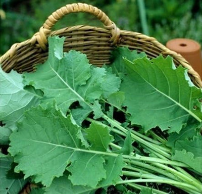 Semillas vegetales Kale Premier 1lb