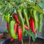 120 Semillas Pimiento Picante Anaheim 0.04oz Heirloom