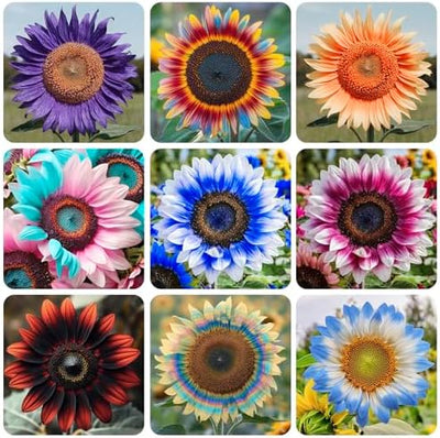 Semillas girasol mixtas para jardín patio y maceta