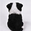 Regalo Border Collie Puppy 675