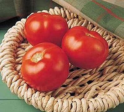 Semilla tomate Florida 91 F1