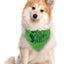 Bufanda perro estampado pepinillos regalo cumpleaños verde
