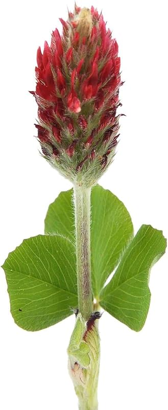 Semillas trébol carmesí germinado alta germinación