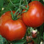 250 Semillas Tomate Rutger's 0.04oz Cosechadas EE.UU.