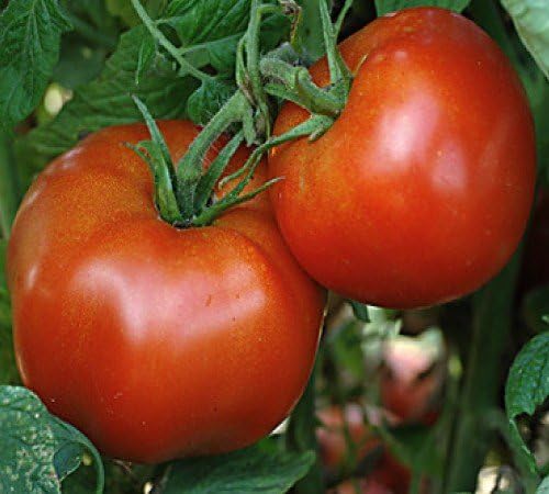 250 Semillas Tomate Rutger's 0.04oz Cosechadas EE.UU.