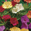Semillas Marvel de Perú 100 Flores Coloridas