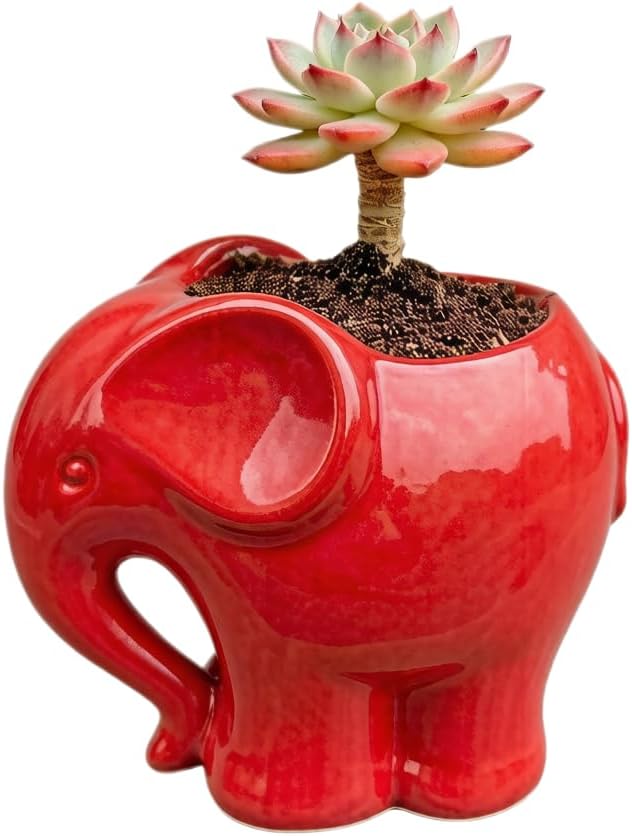 Macetas cerámica elefante para suculentas cactus rojo