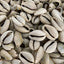 Caracoles Abiertos Conchas Cowrie 21 Pzas
