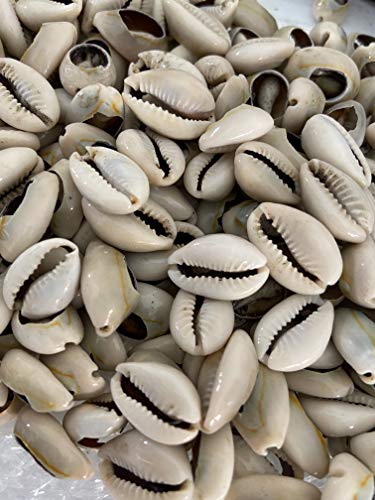 Caracoles Abiertos Conchas Cowrie 21 Pzas