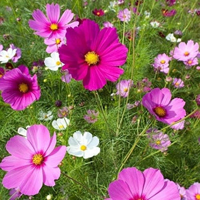 Semillas Cosmos Sensation Mix 1libra sin OMG