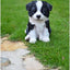 Regalo Border Collie Puppy 675