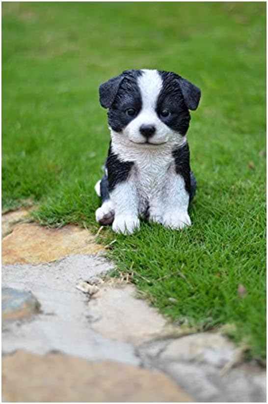 Regalo Border Collie Puppy 675