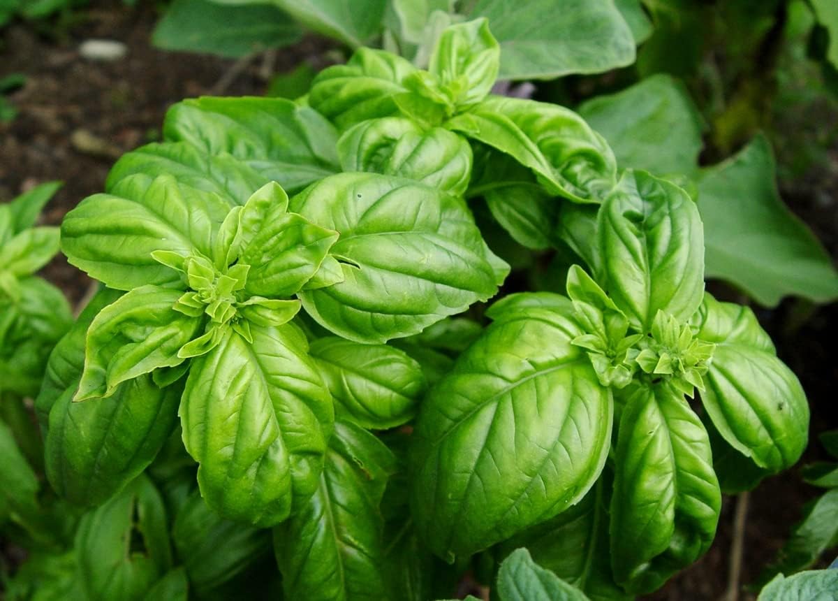 Semillas albahaca hoja grande 700+ sin OMG