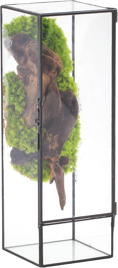 Terrario cristal 3.9x3.9x11.8pulg con puerta para helechos