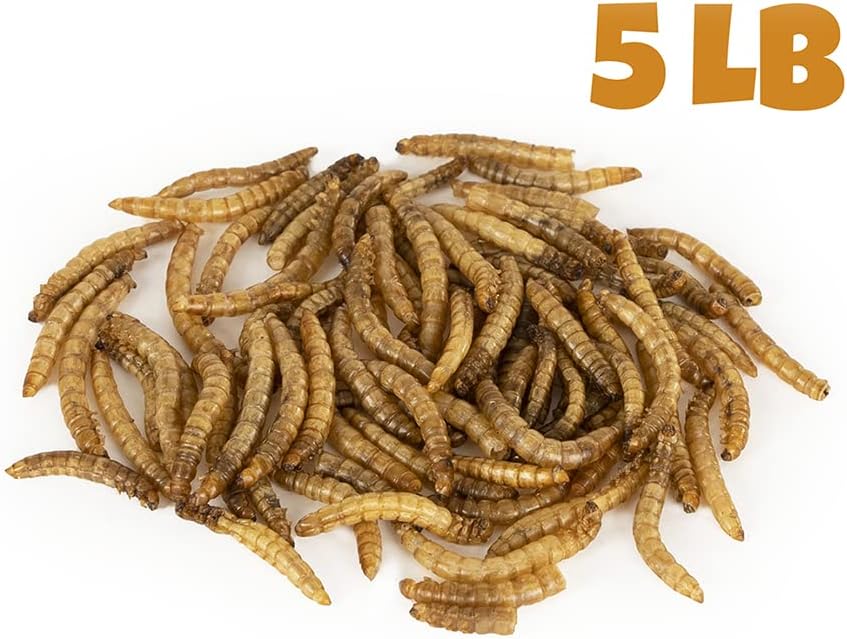 Gusanos harina secos para pollos y aves 5lb