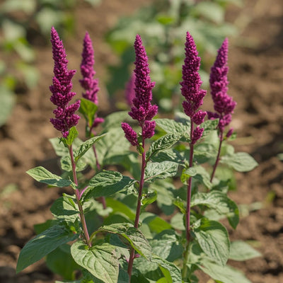 Semillas amaranto variedad rojas y verdes para microverdes y jardín