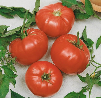 Semillas tomate sandía para cultivo casero