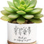 Macetas cerámica para suculentas 3.6" regalo plantas