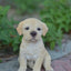 Estatua perro cachorro amarillo