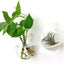 2 Macetas Colgantes Oval Vidrio Borosilicato para Pared