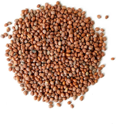 Semillas rábano 1lb para brotar microgreens cultivadas EE.UU