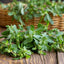 1000 Semillas Verdolaga Dorada Portulaca Sativa Sin OMG