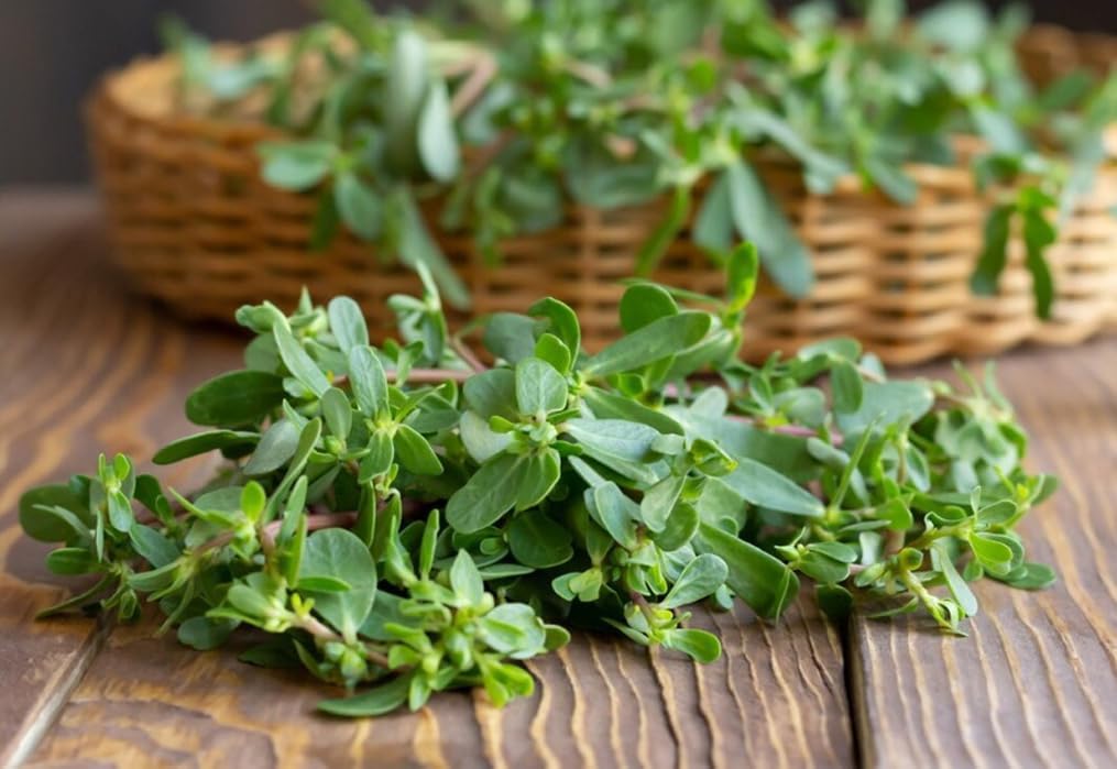 1000 Semillas Verdolaga Dorada Portulaca Sativa Sin OMG