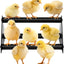 Perca de pollo para gallinero y loros entrenamiento