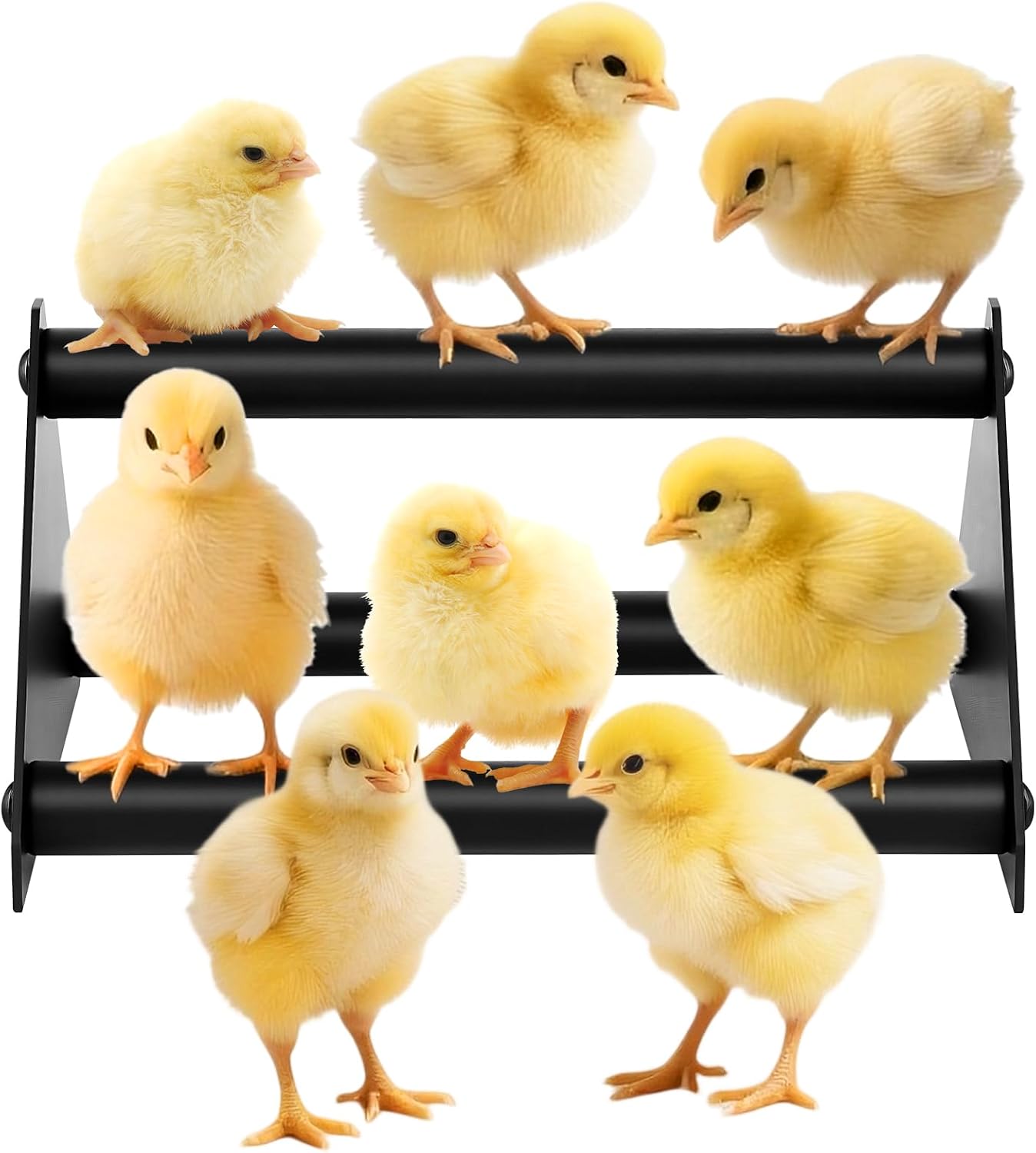 Perca de pollo para gallinero y loros entrenamiento