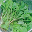 Semillas nabo 3400 produce solo verduras
