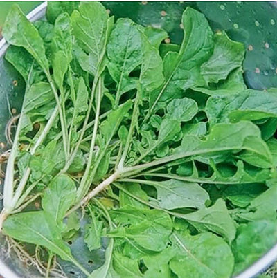 Semillas nabo 3400 produce solo verduras