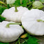Semillas Calabacín Early White Patty Pan No GMO