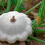 Semillas Calabacín Early White Patty Pan No GMO