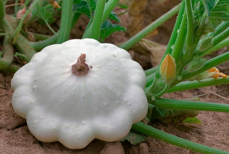 Semillas Calabacín Early White Patty Pan No GMO