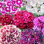 Mezcla semillas Dianthus Barbatus para jardín sin OMG