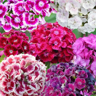Mezcla semillas Dianthus Barbatus para jardín sin OMG