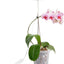 Luz cultivo orquídeas espectro completo ajustable