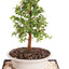 Árbol bonsái jade enano vivo 8 años 10-14pulg con bandeja humedad