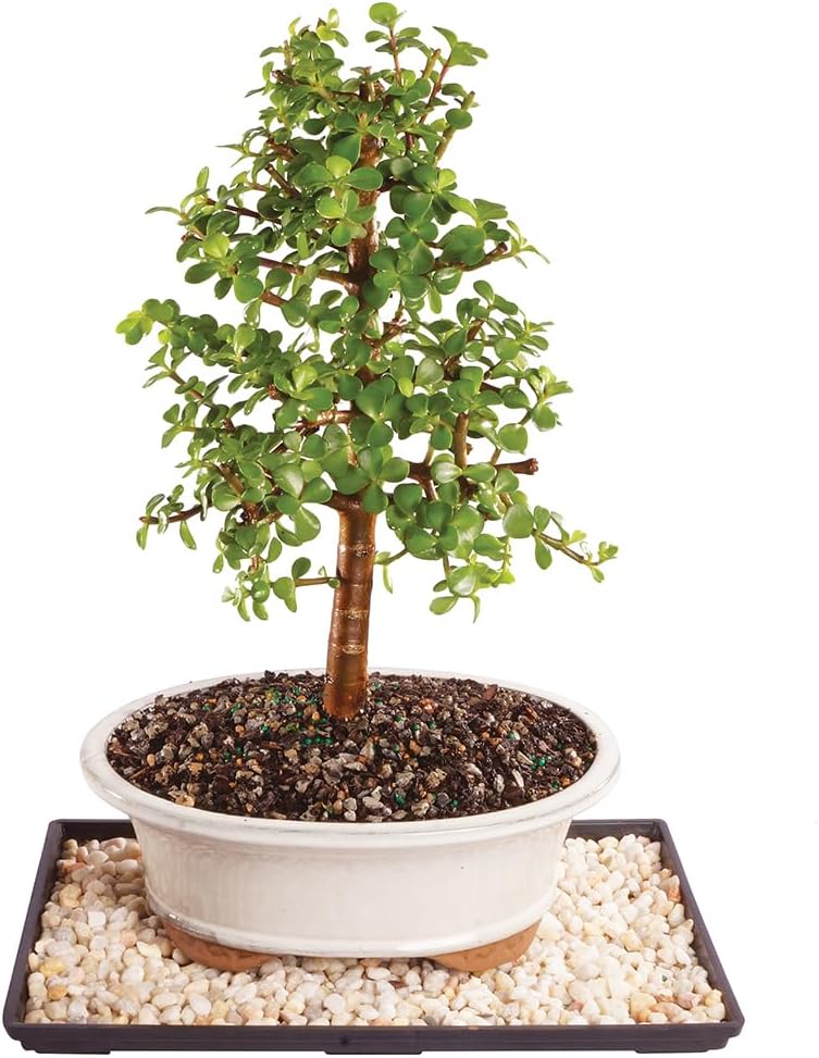 Árbol bonsái jade enano vivo 8 años 10-14pulg con bandeja humedad