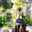 Colibrí Garganta Rubí 175RT para Jardín y Terraza
